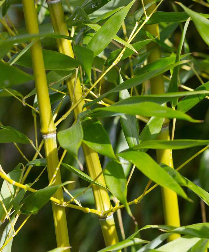 bamboo stems