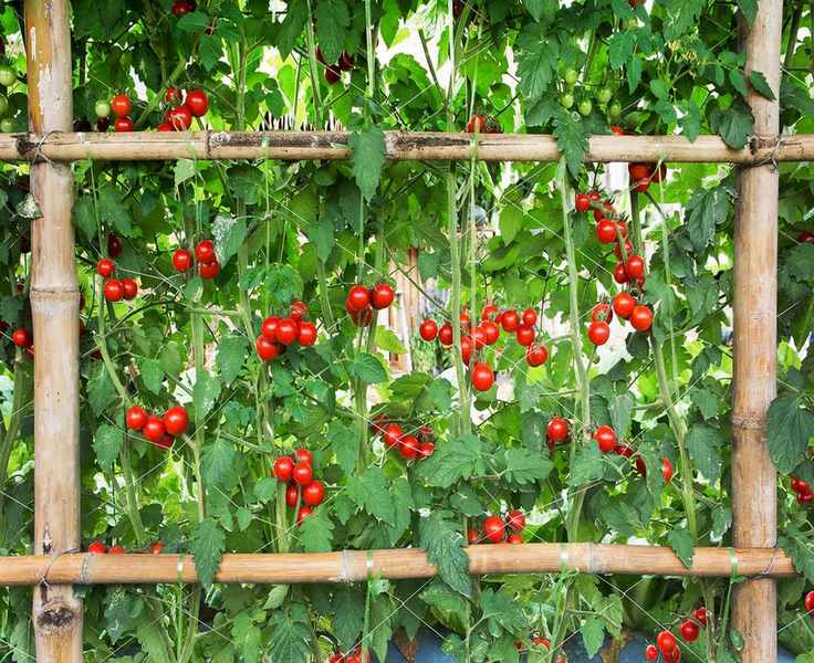 Beautiful red tomatoes with bamboo fence planting background