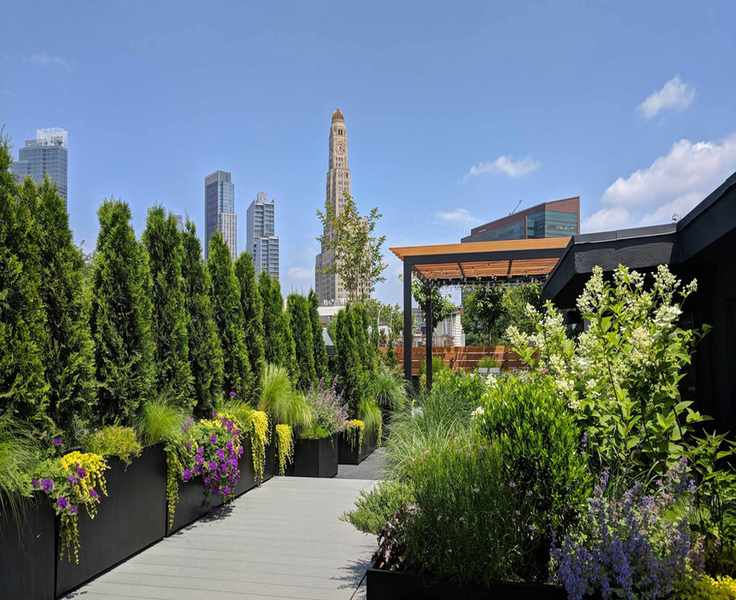 garden on an urban roof