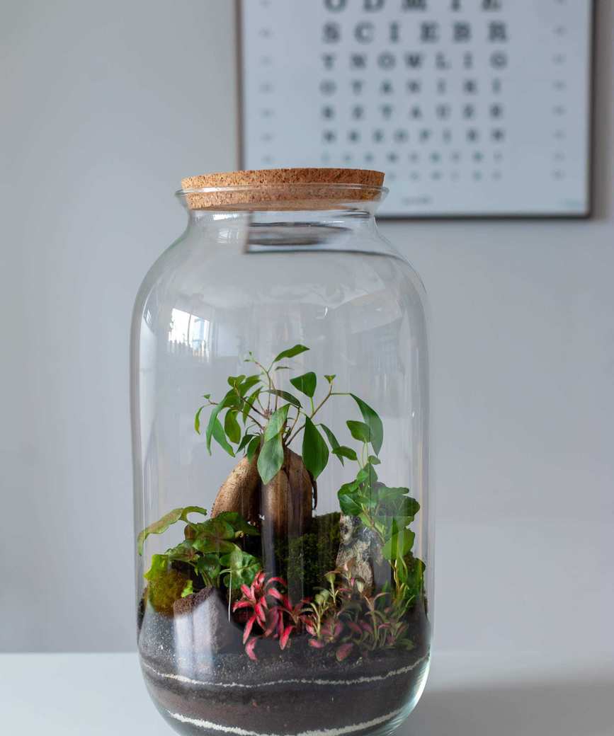 terrarium