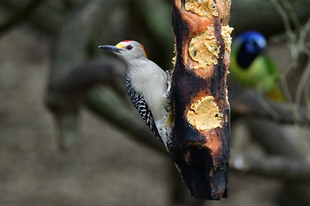 fat balls for birds