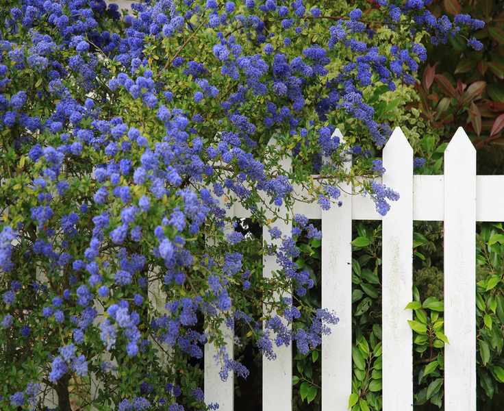Ceanothus