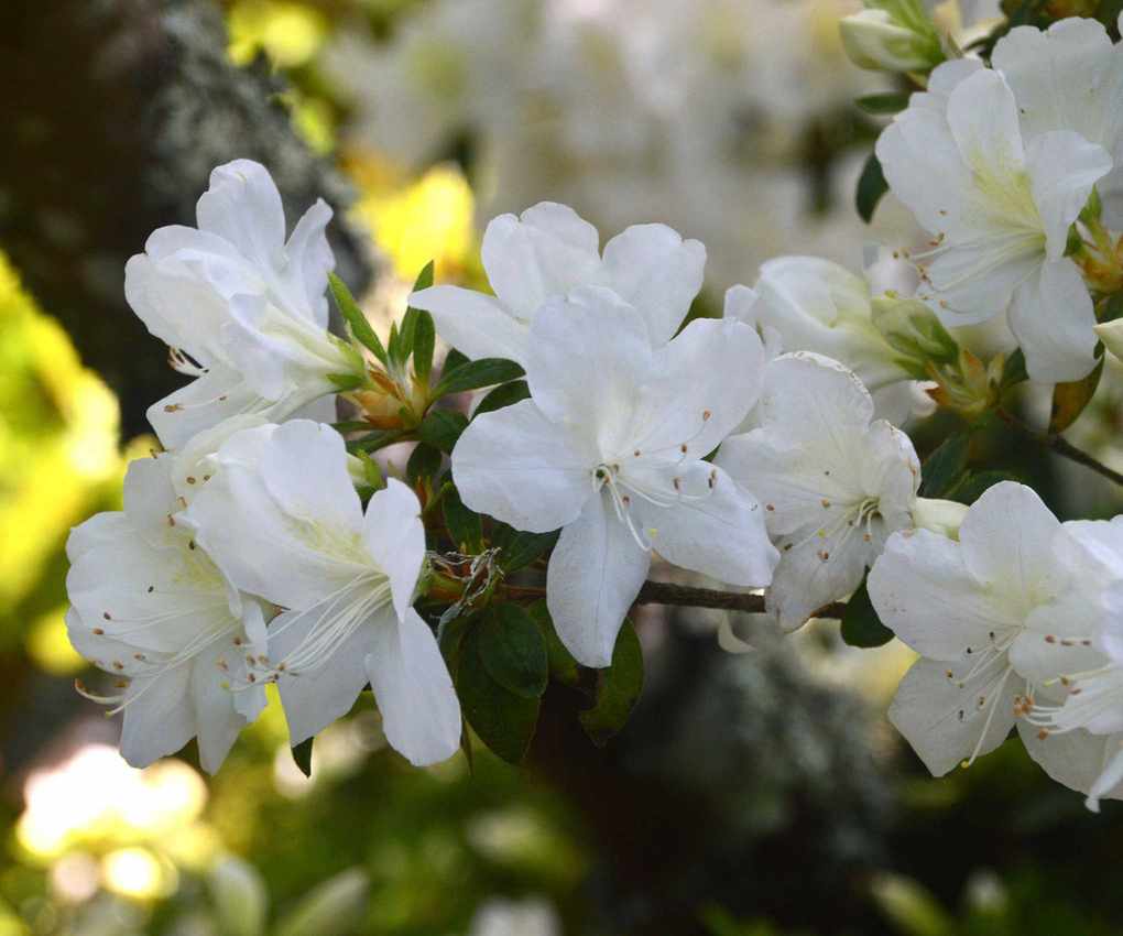 White Rhododendron 'Snow Hill'