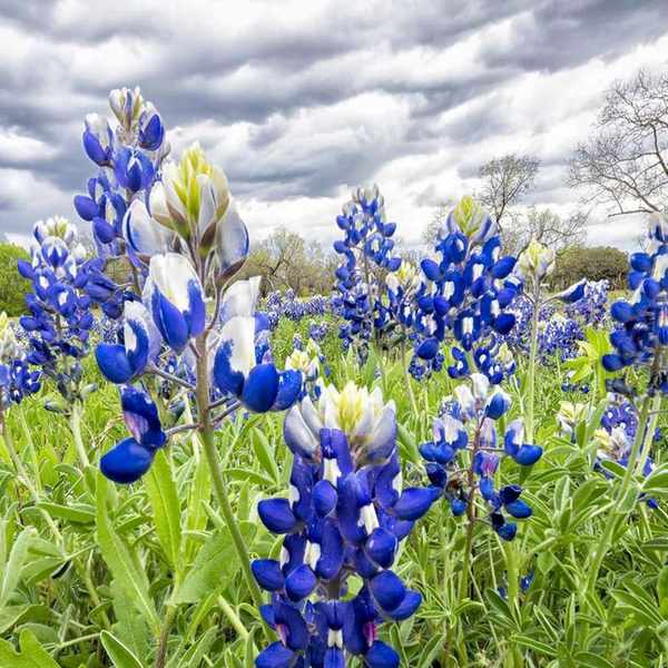 Blue lupin flowers in a field