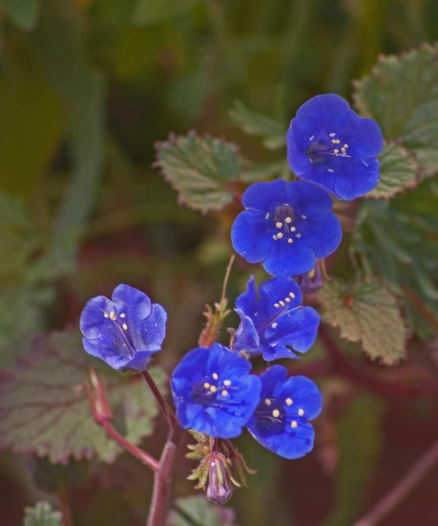 close up of Desert Bluebells (Phacelia campanularia) flowers