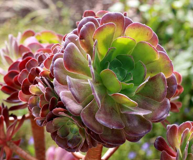 Aeonium