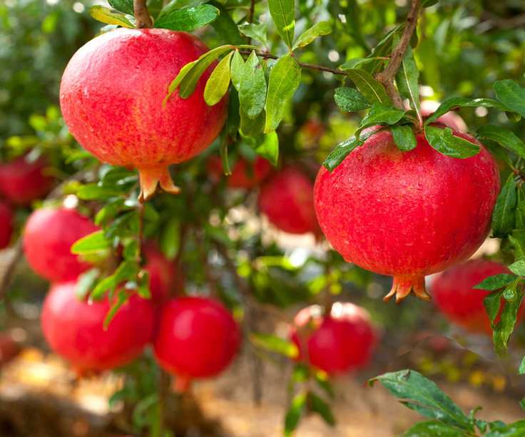 pomegranates fruit ripening on tree in summertime