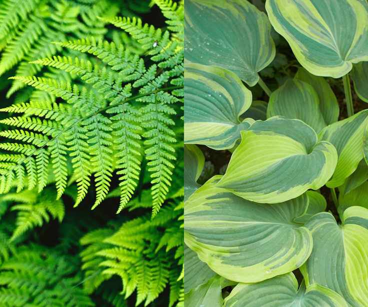 composite perennial partners