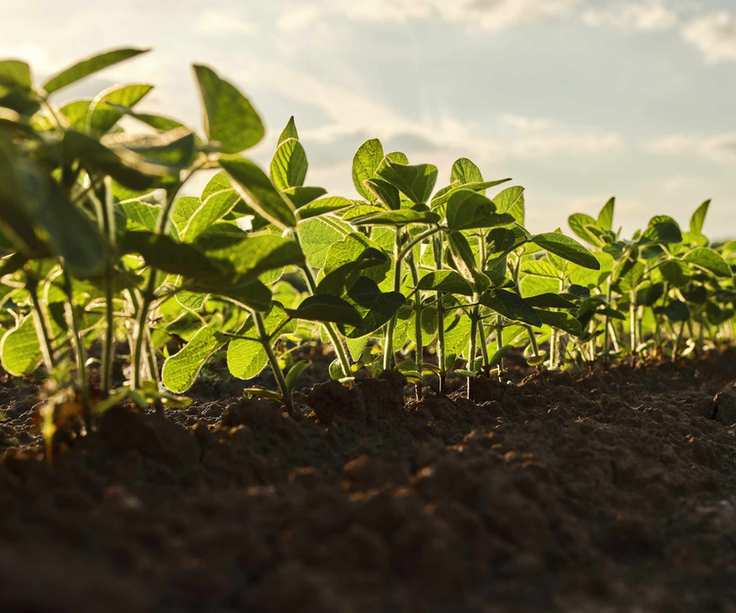 Soil health