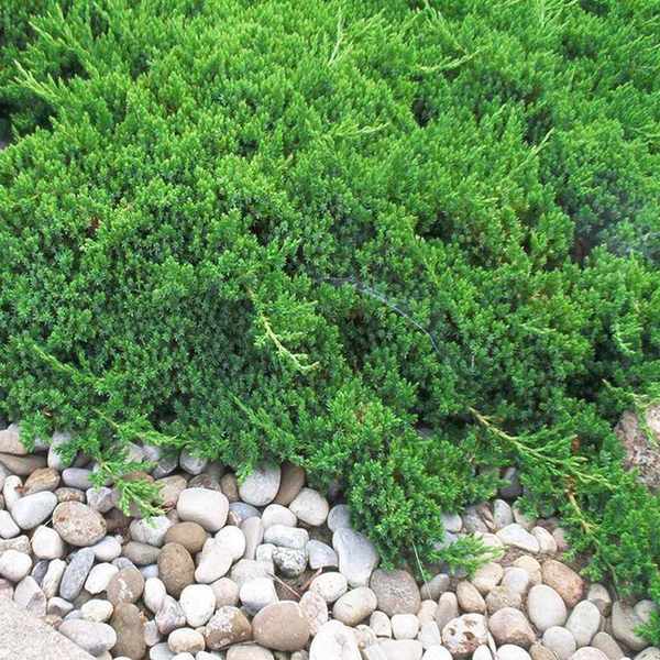 Juniper growing as a ground cover plant