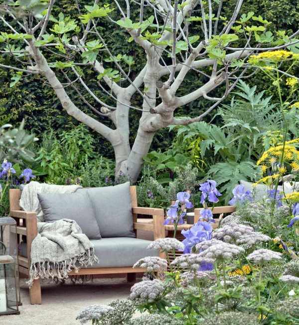 fig tree and flowers in courtyard garden