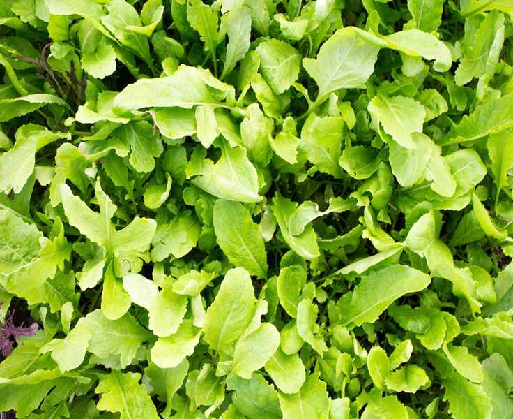 Arugula