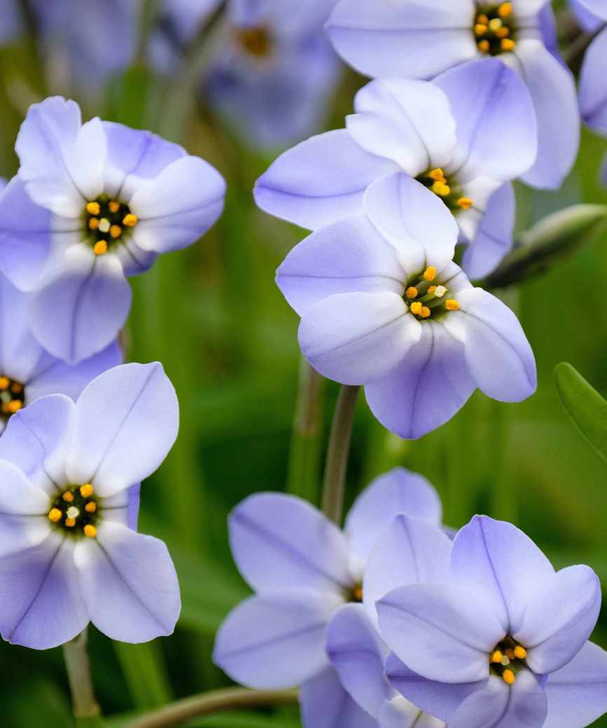 Blue and white flowers of Ipheion 'Rolf Fiedler'