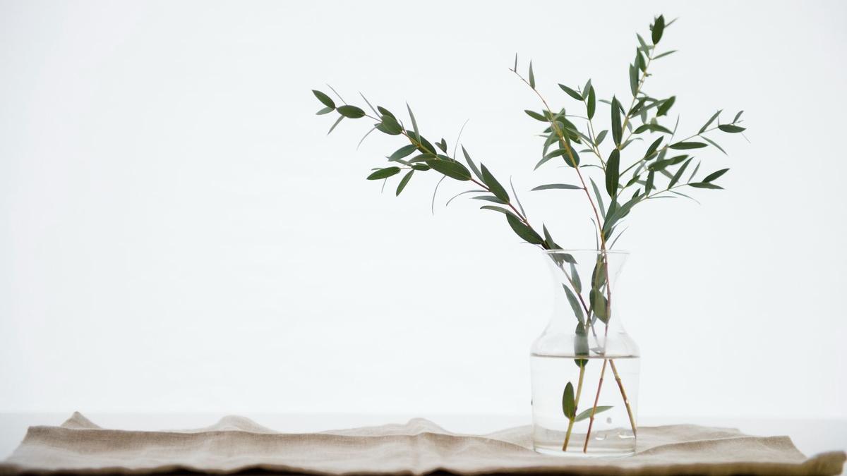 Eucalyptus: The Natural Pest Deterrent Your Home Needs This Summer
