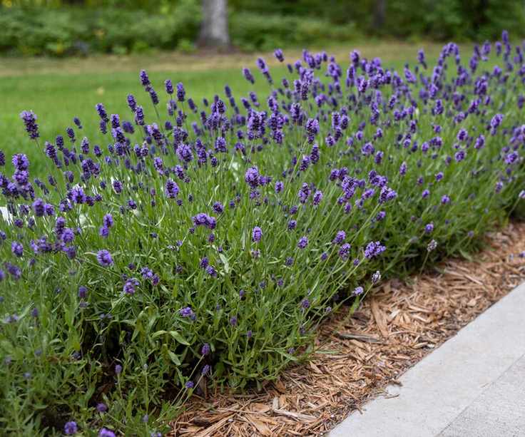 lavender Sweet Romance ('Kerlavangem') flowering in pathway edging