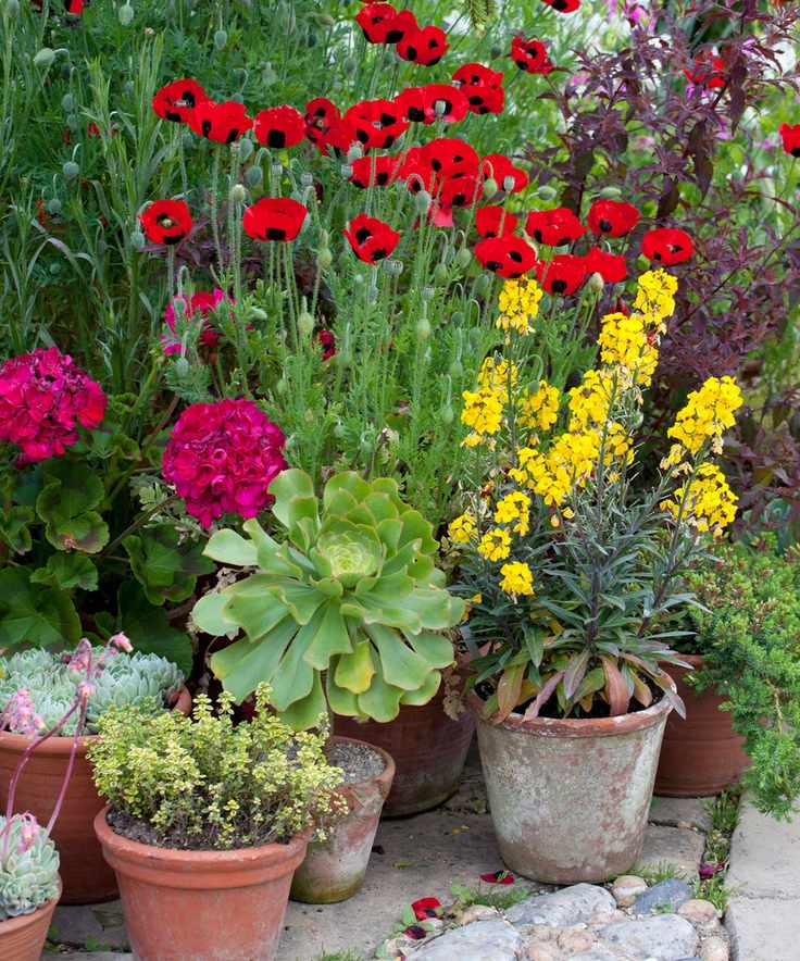 poppies growing with other flowers in pots