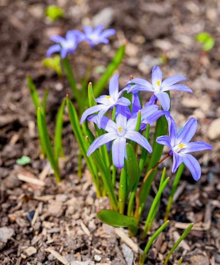 spring flower with mulch