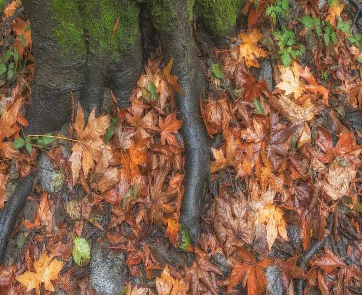 7 Surprising Benefits of Keeping Dead Leaves in Your Garden