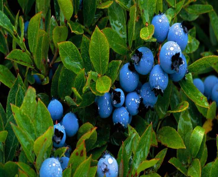 The Best Times to Fertilize Blueberry Plants for a Bountiful Harvest
