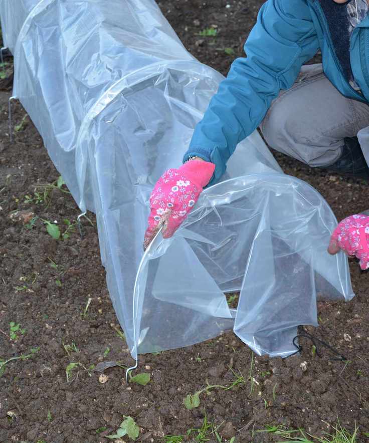 Warming the soil using a plastic tunnel cloche