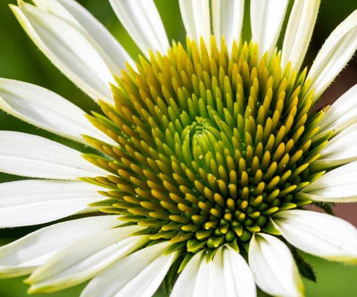 butterfly garden Echinacea purpurea 'Fragrant Angel' blooming in summer display