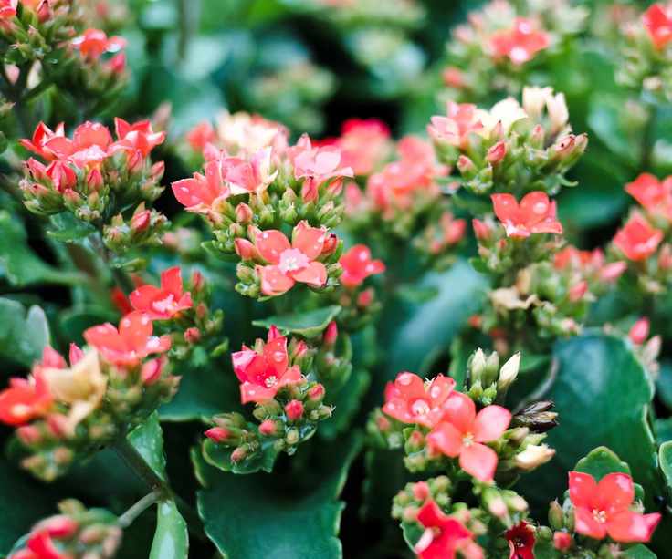 Orange kalanchoe flowers