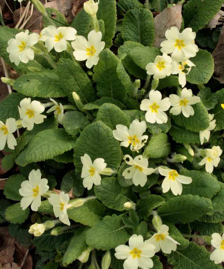How-to-identify-wildflowers-primrose