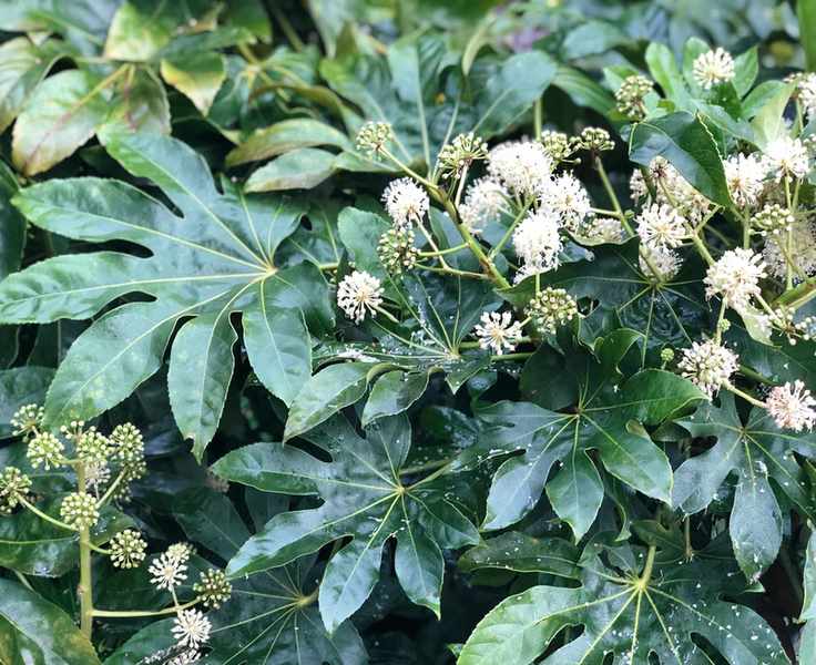 fatsia japonica shrub in a shady garden