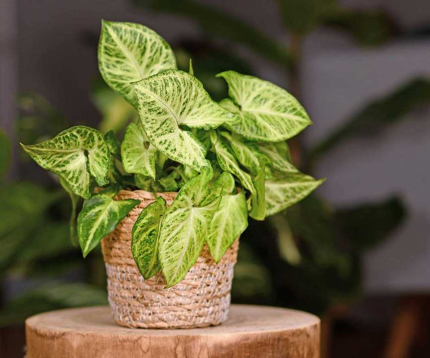 arrowhead plant in basket indoors