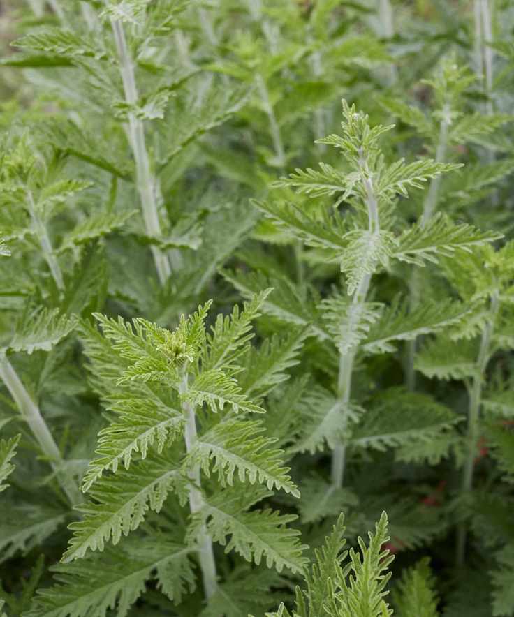 Russian sage leaves