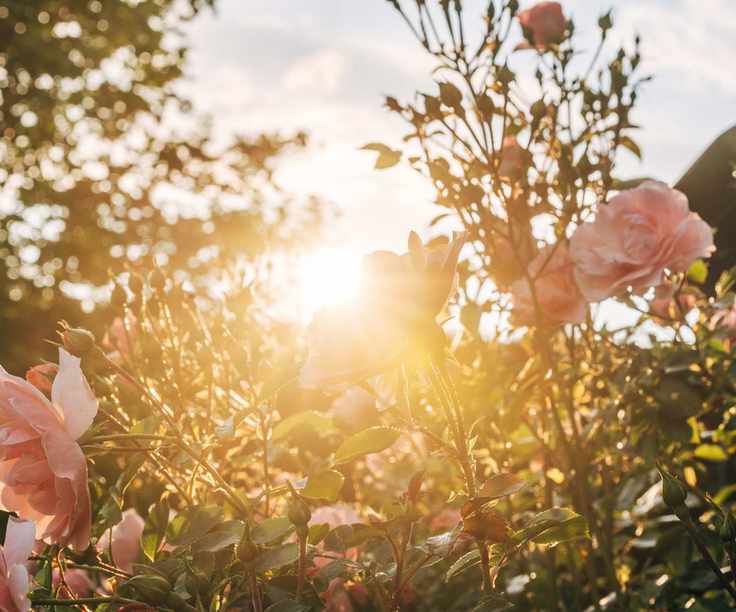 Rose growing in sunlight