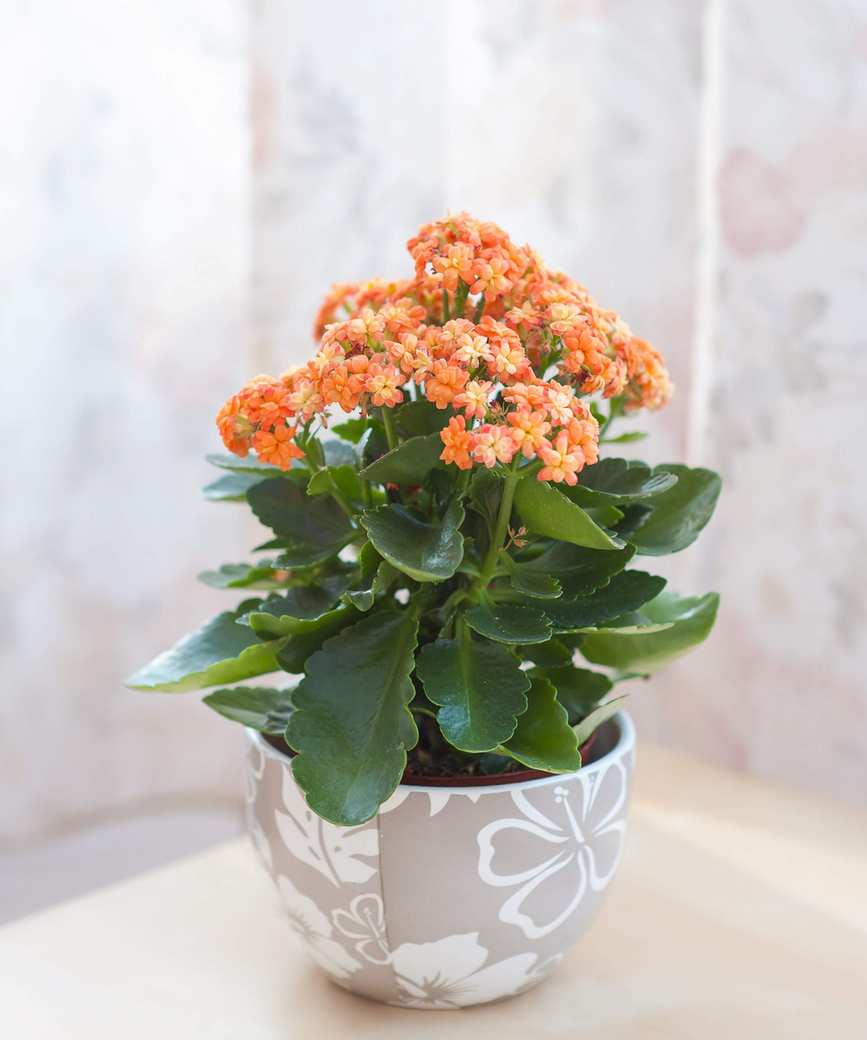 Orange kalanchoe flowers