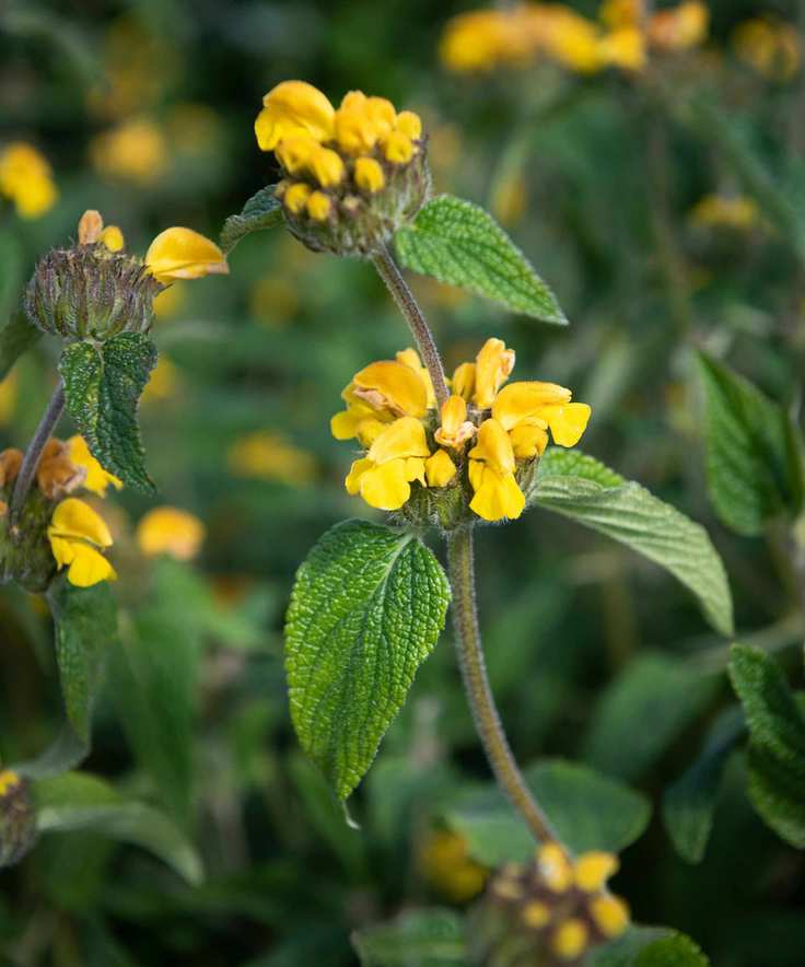 yellow flowers of Turkish sage