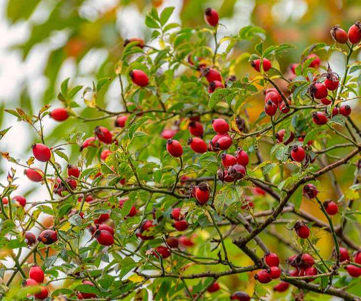 rose hips