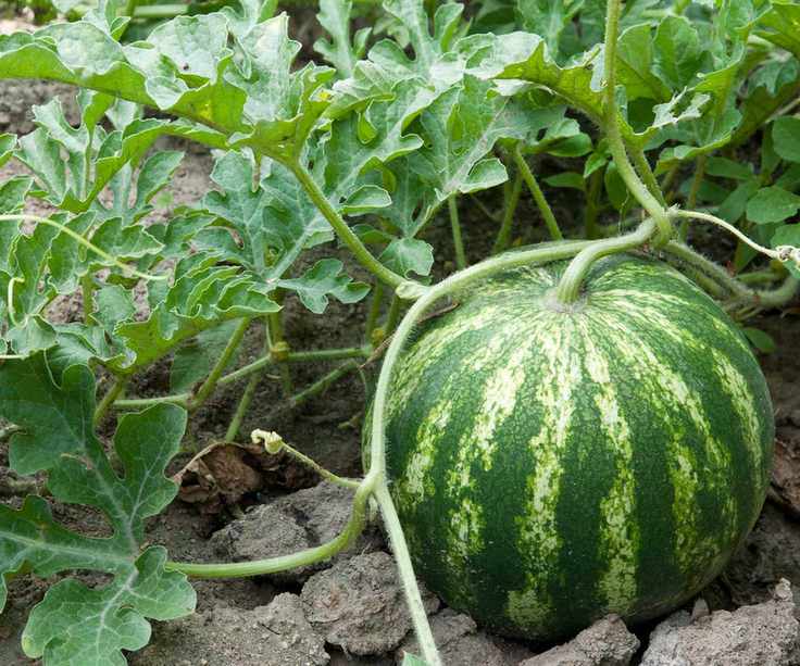growing watermelon