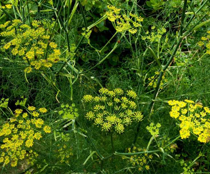 Yellow fennel foliage