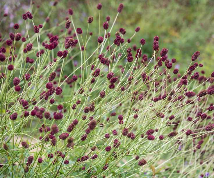 Sanguisorba 'Tanna' flowering in garden