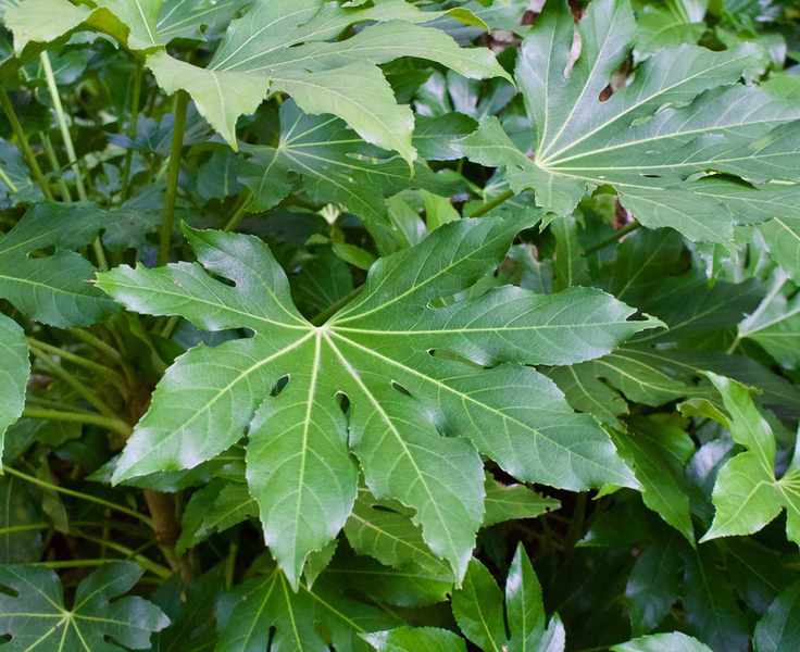 Fatsia japonica plant