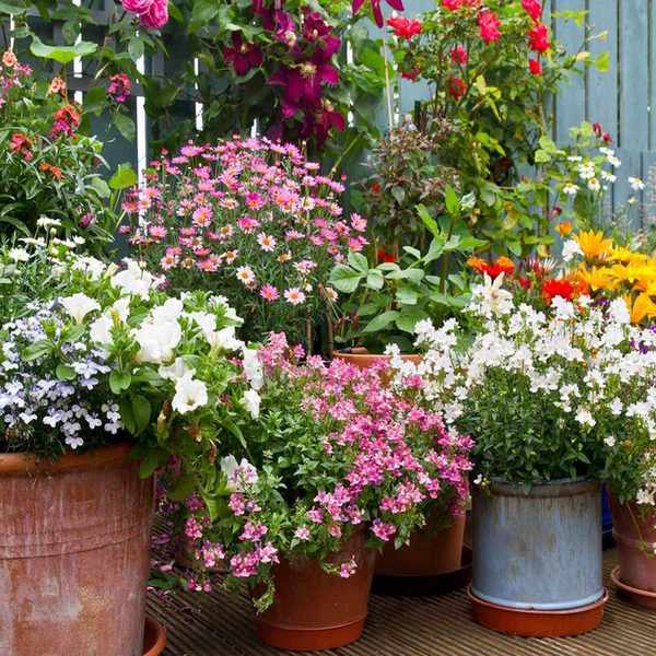 colorful flowers in pots