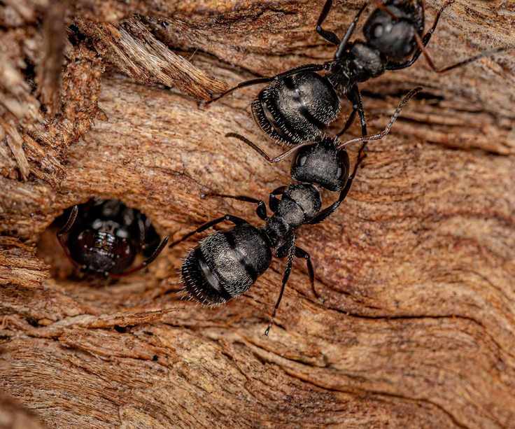 Carpenter ant entrance