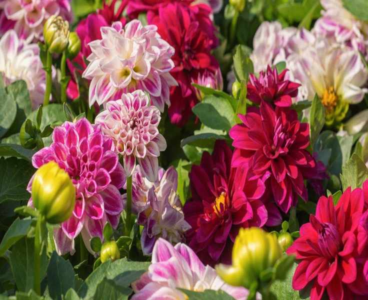 6 Best Places to Buy Dahlia Tubers for Stunning Summer Blooms