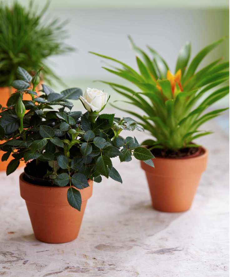 Mini rose plant