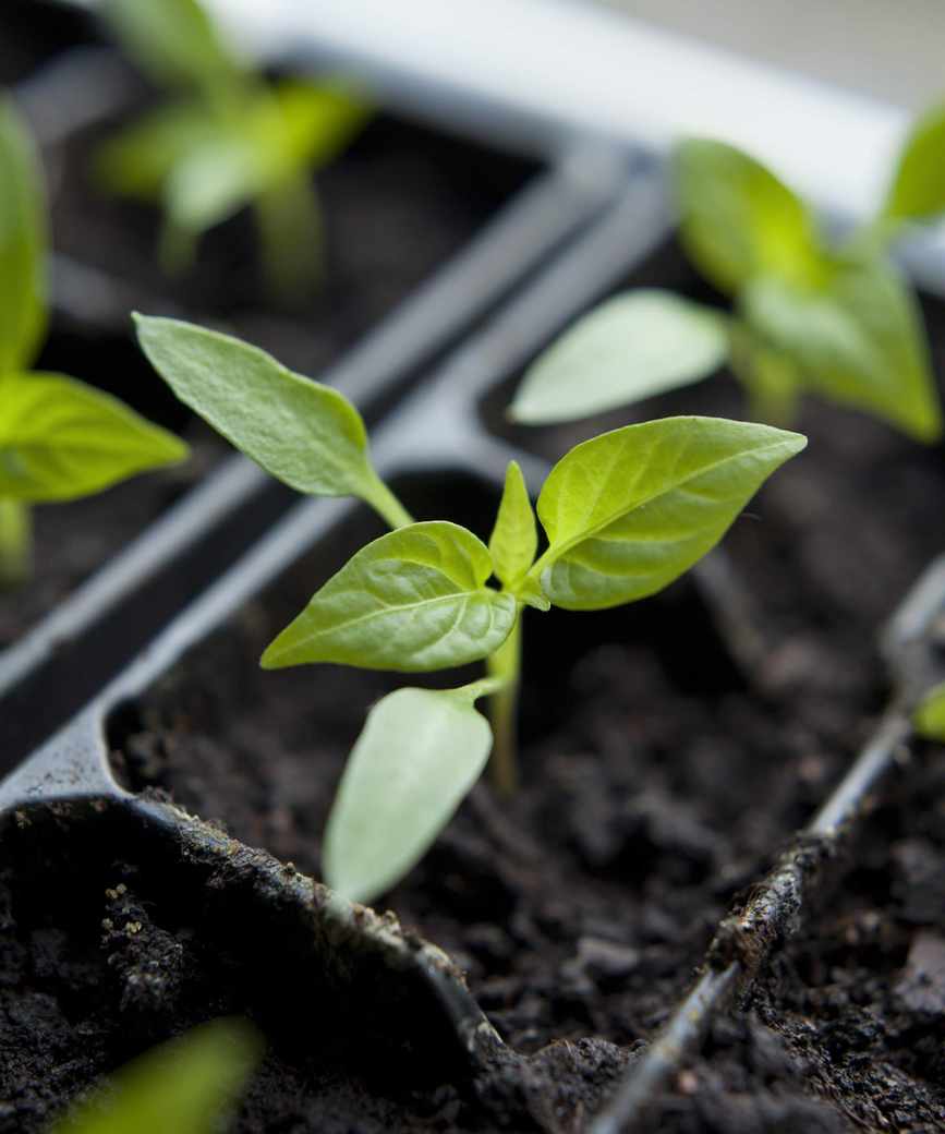Chili seedling growing on a windowsill
