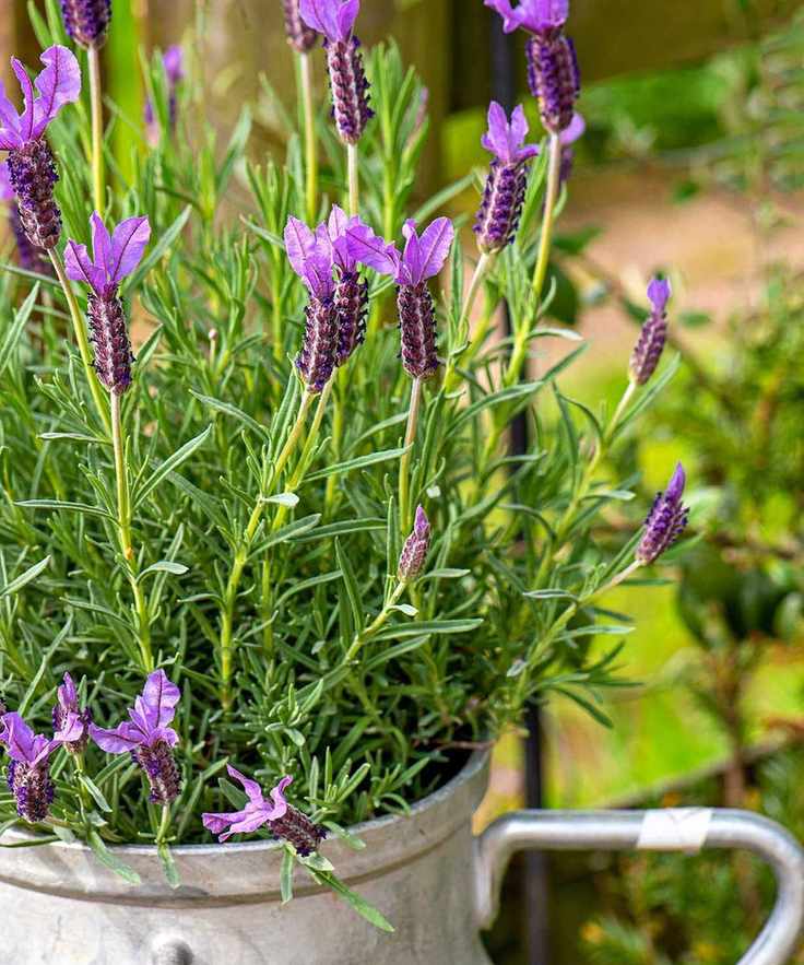 lavender in pot