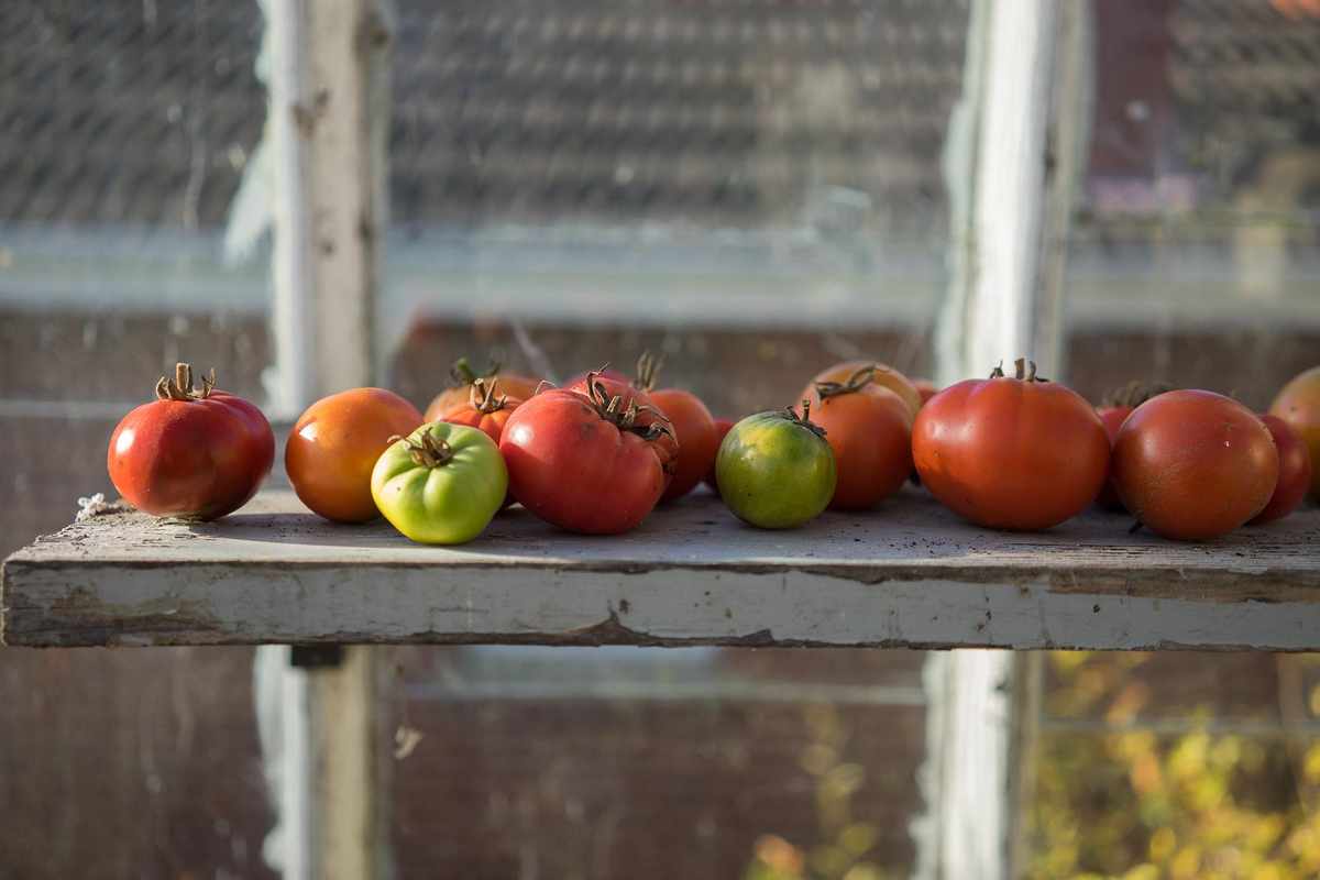 growing tomatoes in a greenhouse