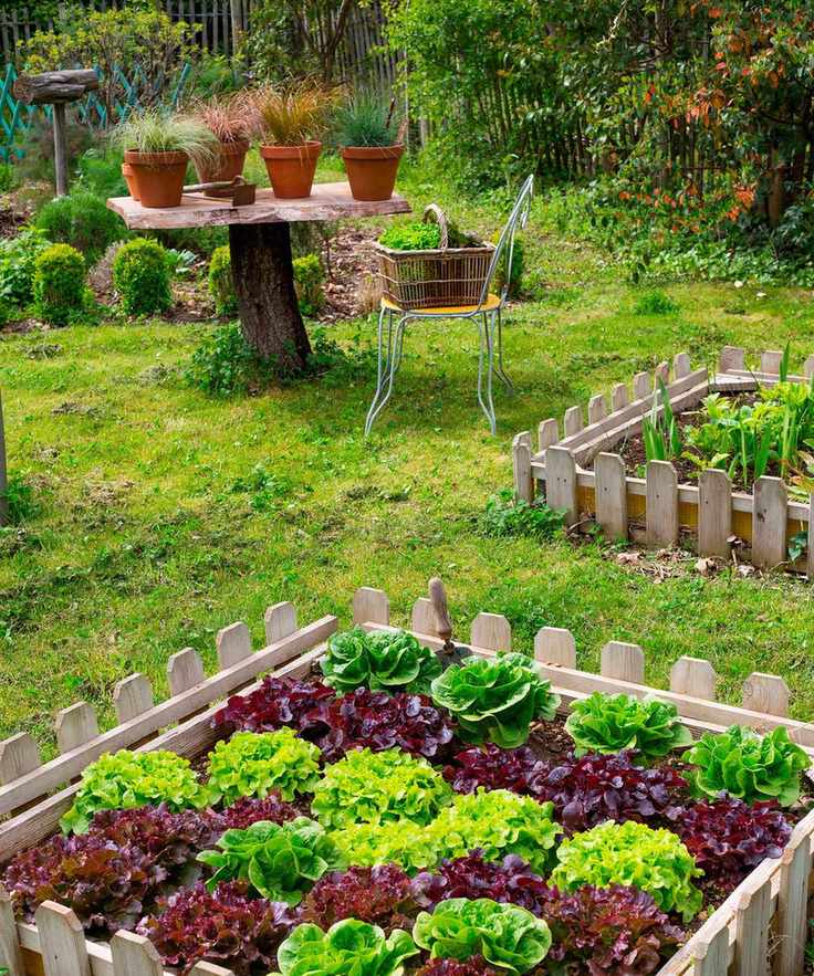 lettuce growing in a square foot gardening bed
