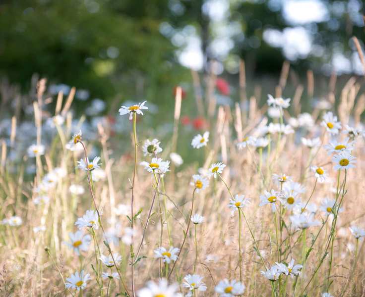 wildflower area with daisies