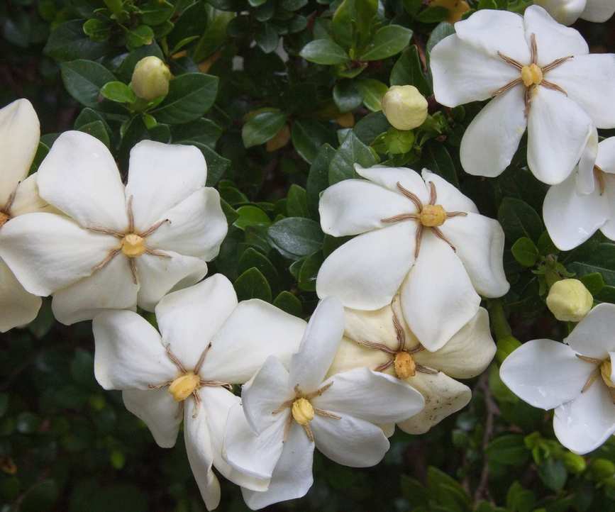 Gardenia in bloom in a North Carolina garden
