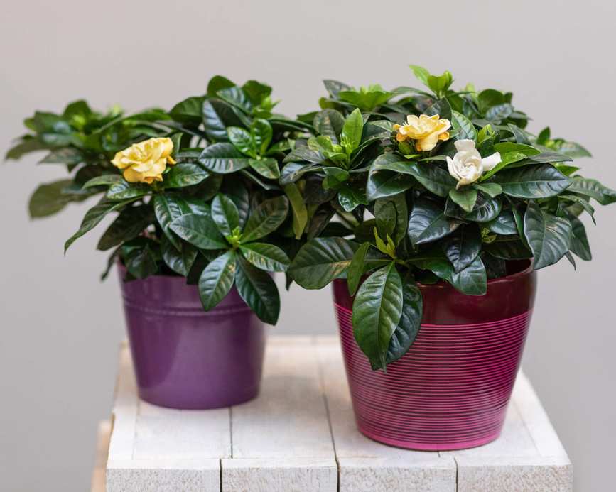 Plants to avoid in the bathroom