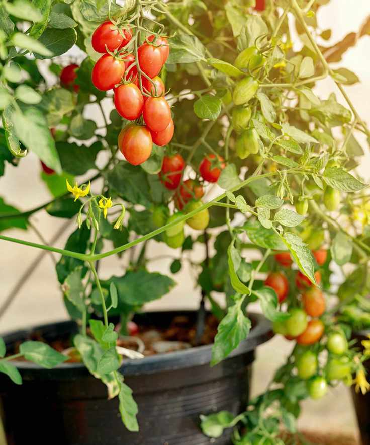 Cherry tomatoes growing on a tomato plant in a container